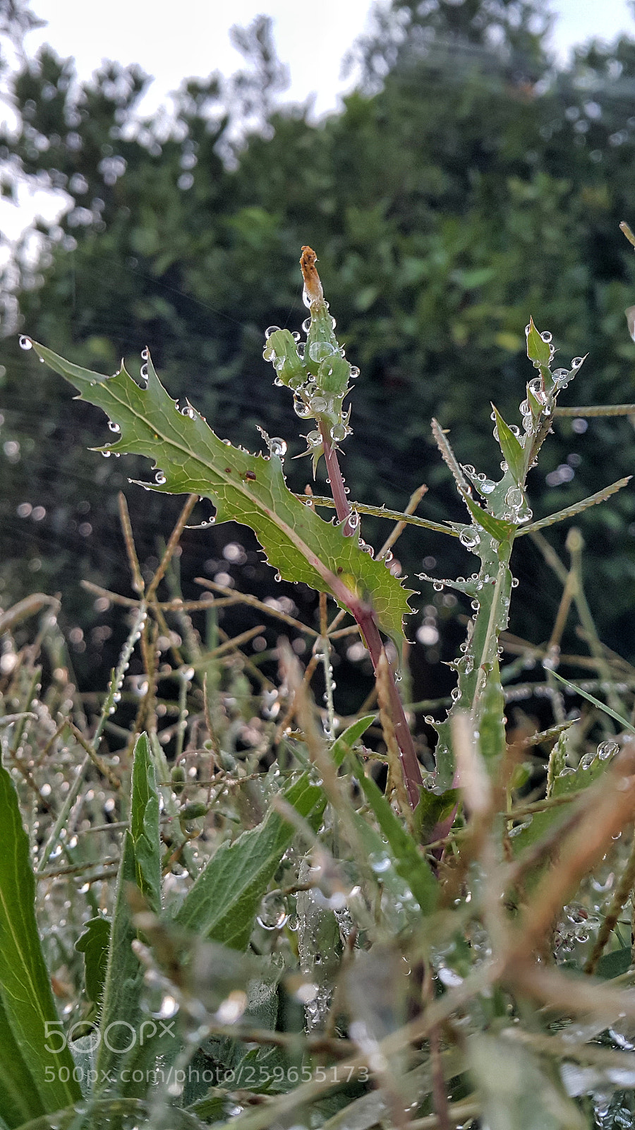 Samsung Galaxy Note4 sample photo. Rainy day photography