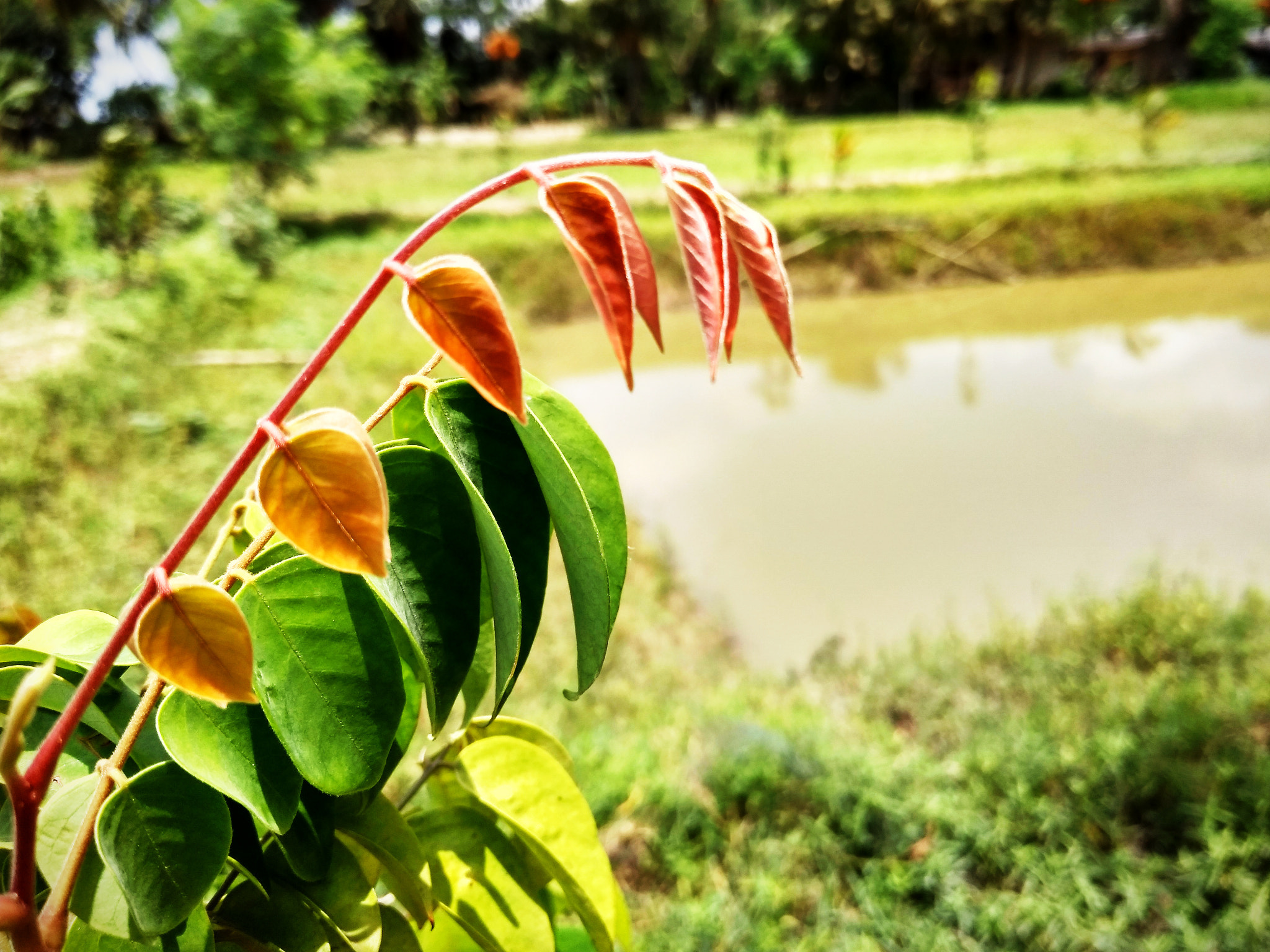 Xiaomi Redmi 4A sample photo
