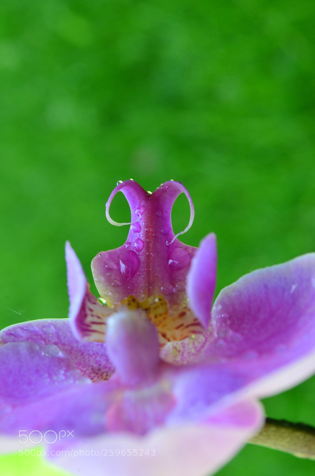 Nikon D5100 sample photo. Flawless grace photography