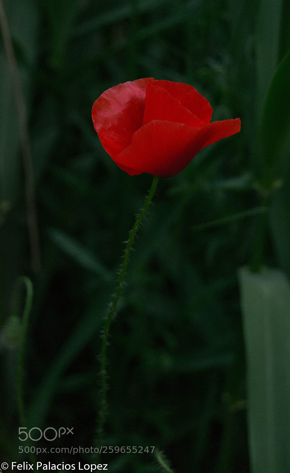 Nikon D3100 sample photo. La soledad de la photography