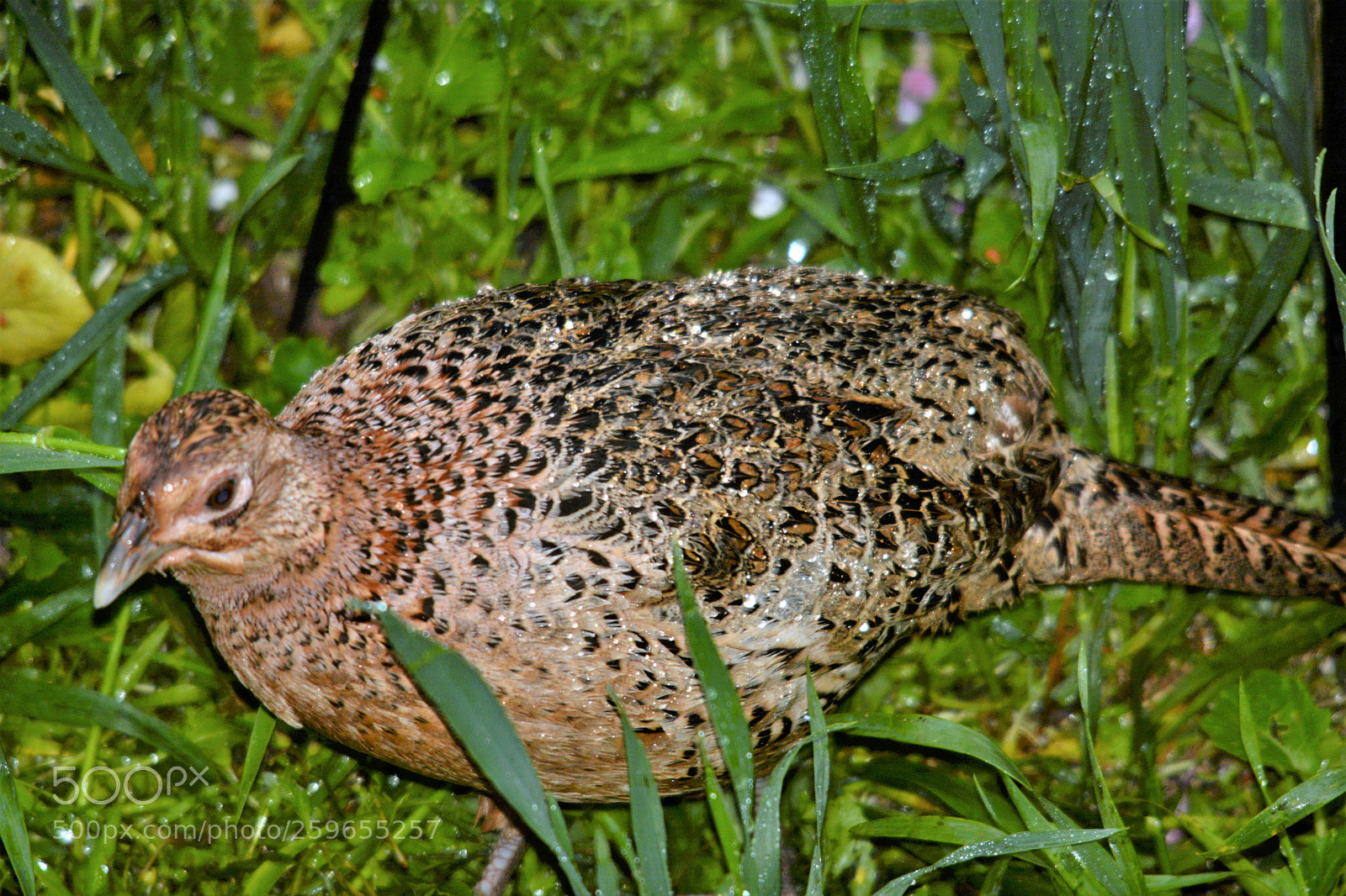Nikon D7100 sample photo. Female pheasant photography