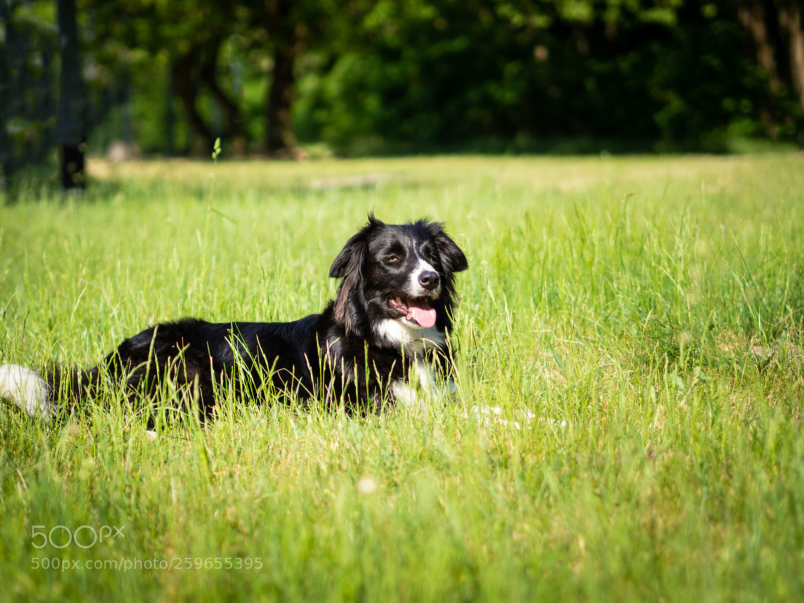 Olympus OM-D E-M10 sample photo. A sheepdog without a photography
