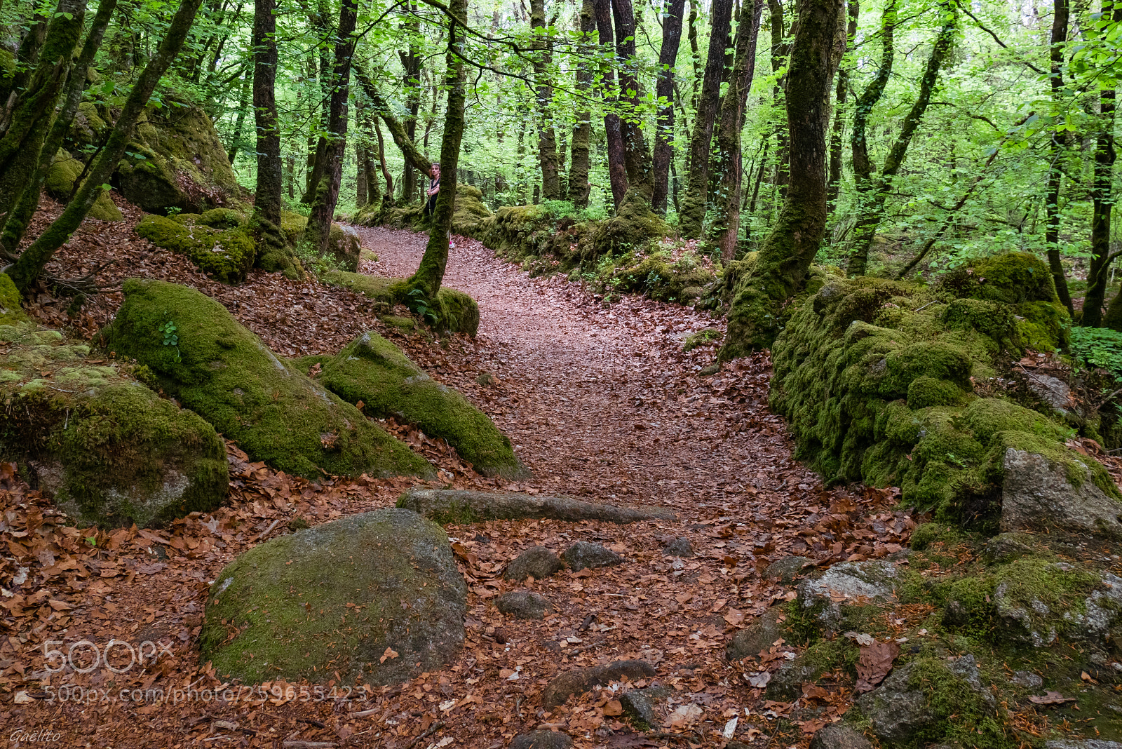 Panasonic Lumix DMC-GX85 (Lumix DMC-GX80 / Lumix DMC-GX7 Mark II) sample photo. Promenons-nous dans les bois photography