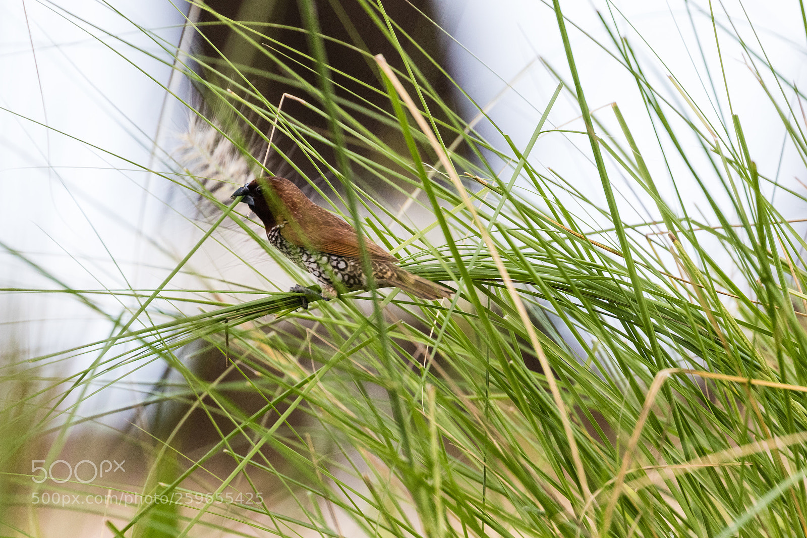 Canon EOS 7D Mark II sample photo. Scaly-breasted munia photography