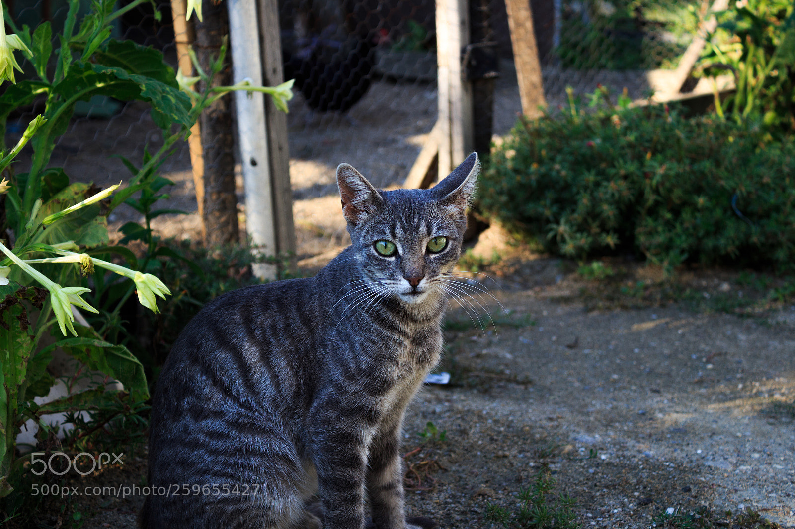 Canon EOS 700D (EOS Rebel T5i / EOS Kiss X7i) sample photo. I'm so bored... photography