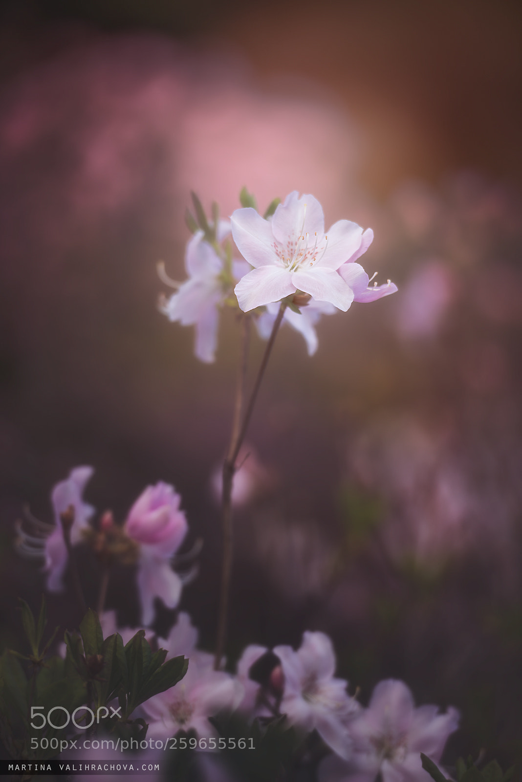 Nikon D750 sample photo. In the botanical garden photography