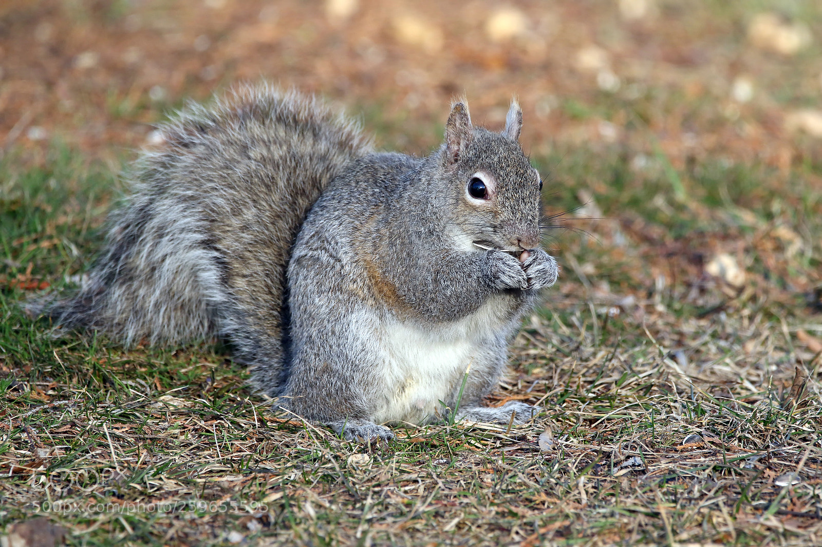 Canon EOS 7D Mark II sample photo. Squirrel photography