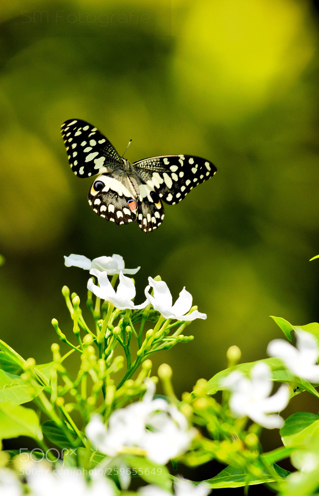 Nikon D750 sample photo. Butterfly photography