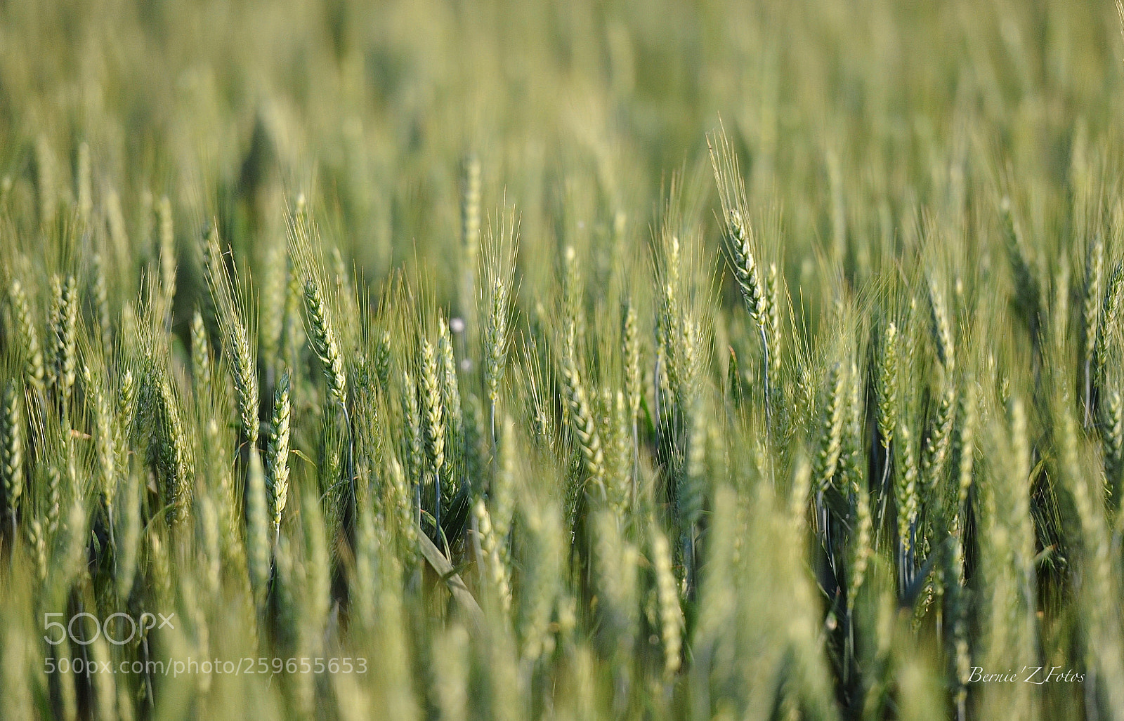 Nikon D3 sample photo. Korn field photography