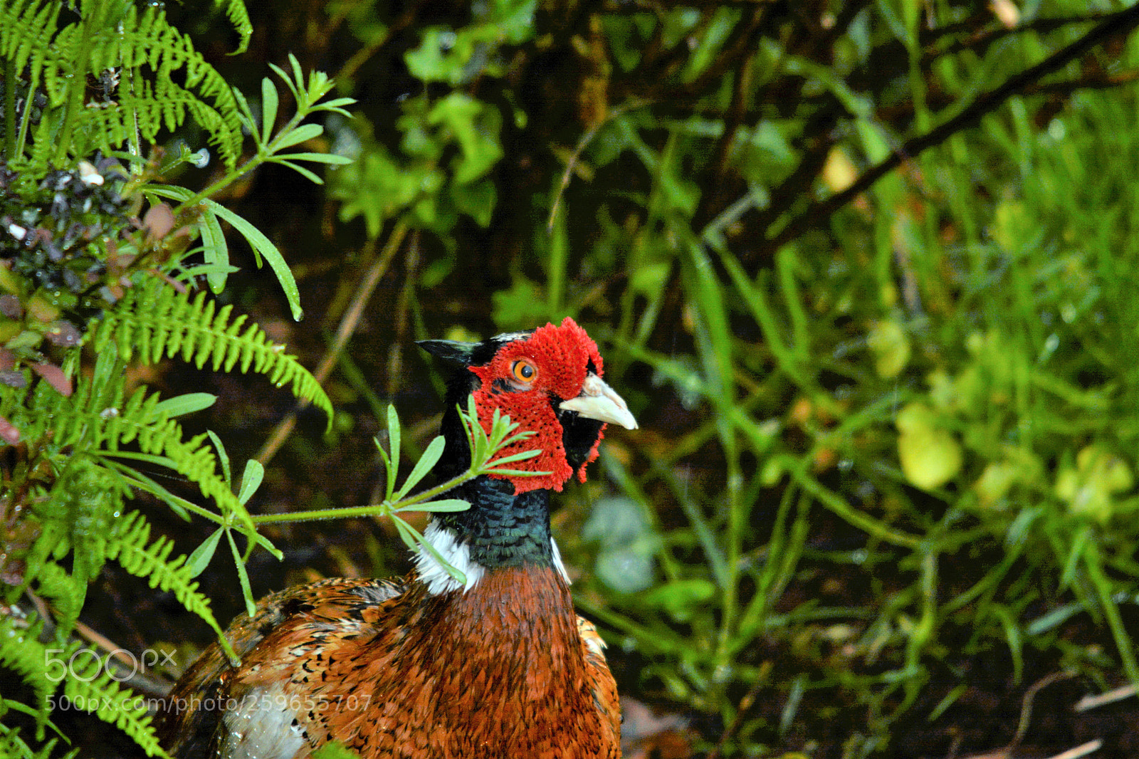 Nikon D7100 sample photo. Male pheasant photography