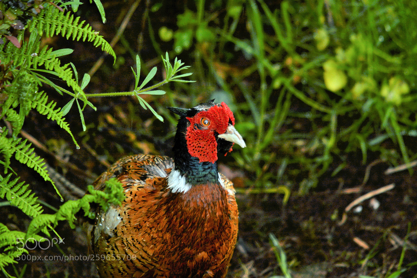 Nikon D7100 sample photo. Male pheasant photography
