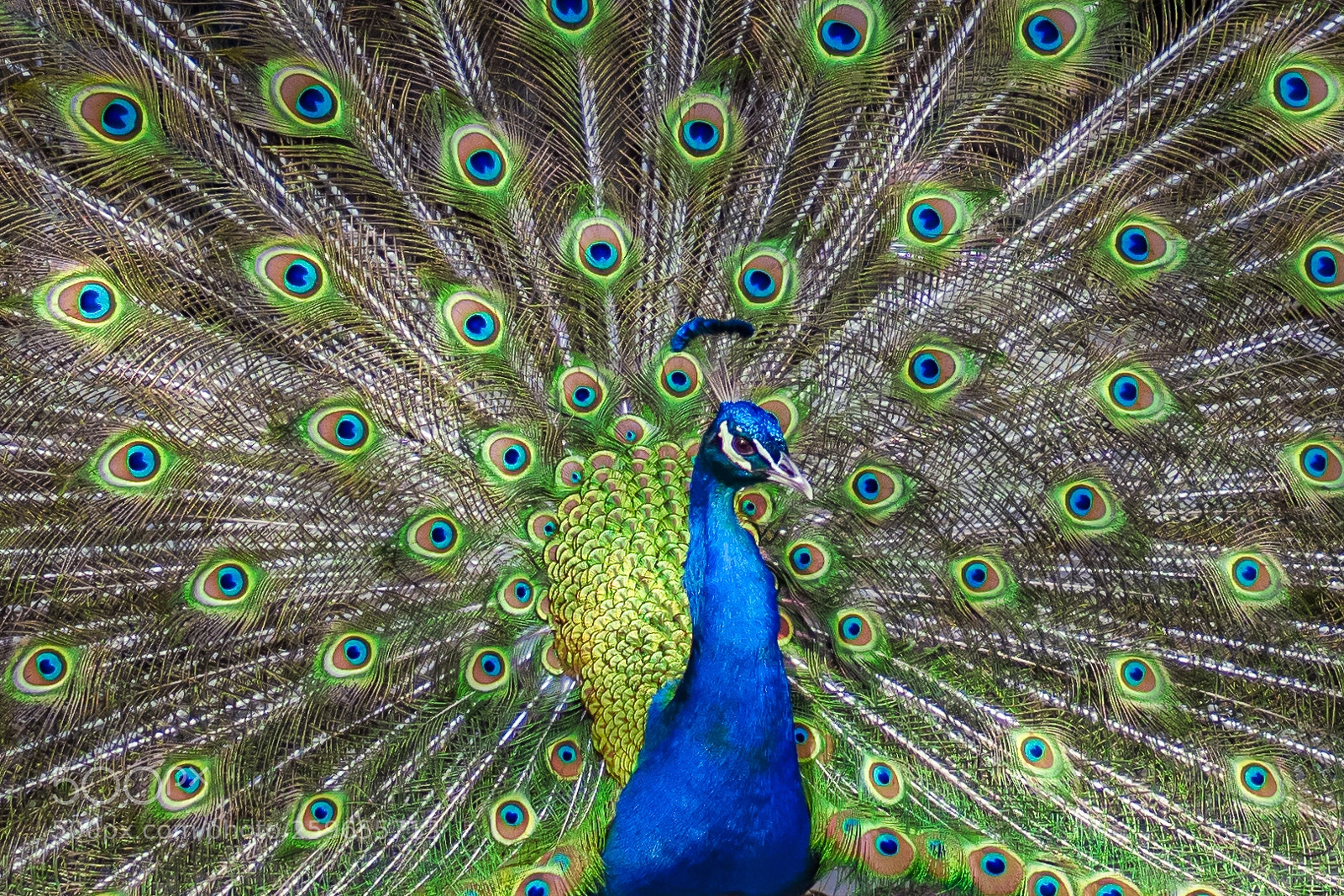 Olympus OM-D E-M1 Mark II sample photo. The peacock photography