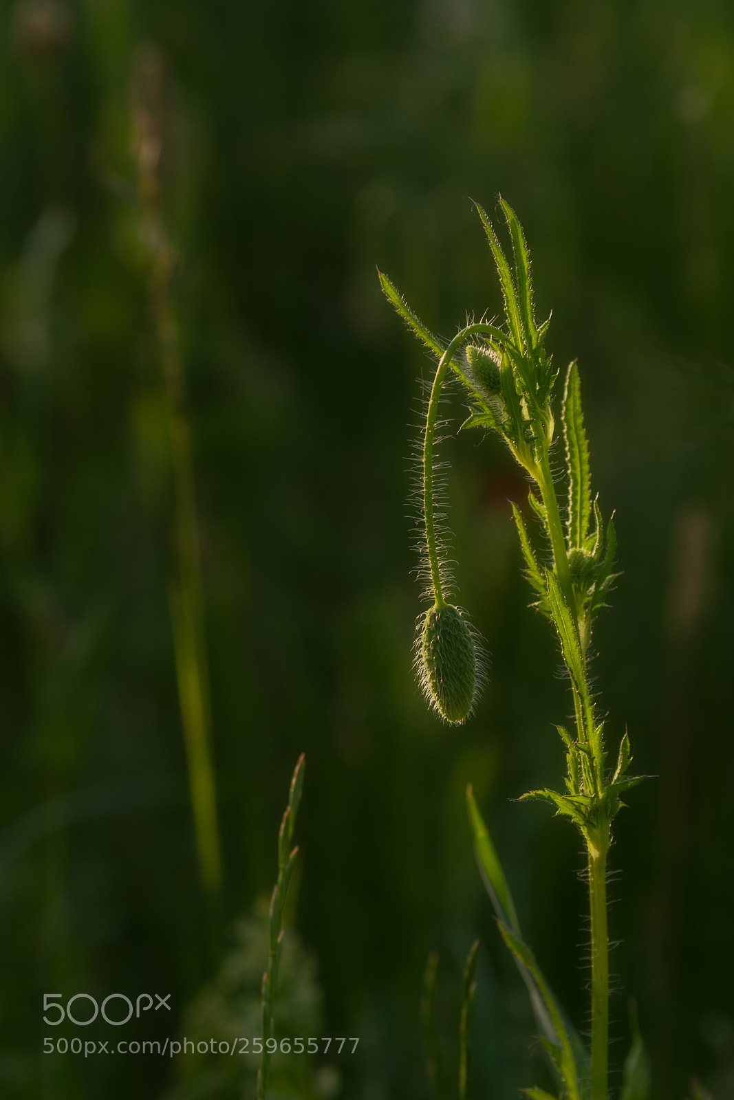 Pentax K-1 sample photo. Promise of a poppy photography