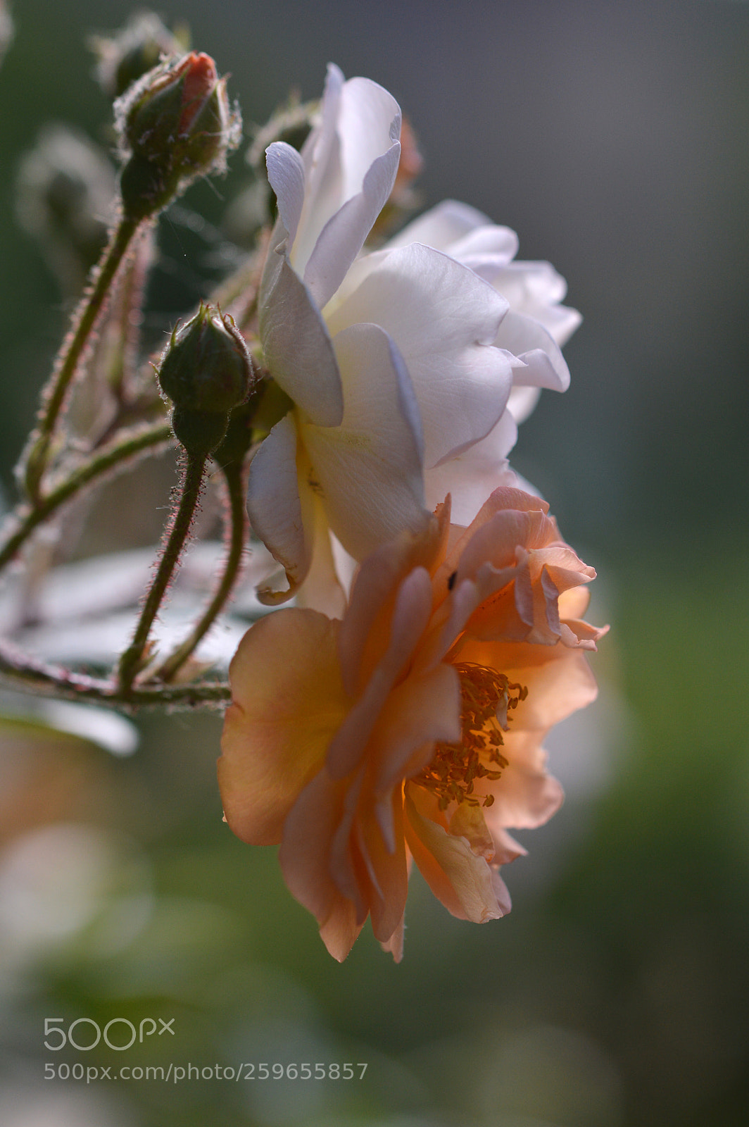 Nikon D3200 sample photo. Rose in the back photography
