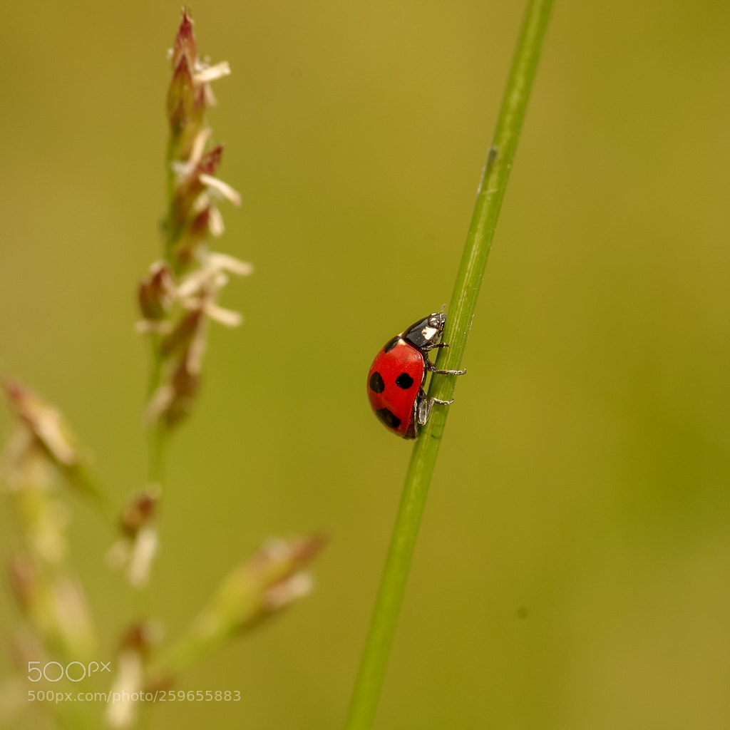 Pentax K-S2 sample photo. Ladybug photography