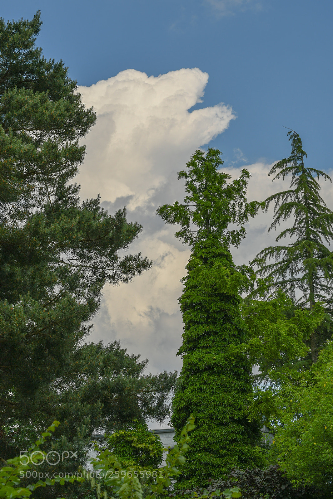 Nikon D7500 sample photo. Is it a bear? photography