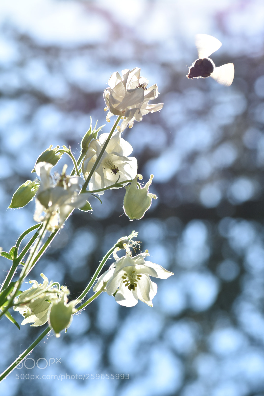 Nikon D7200 sample photo. Bee and flowers in photography