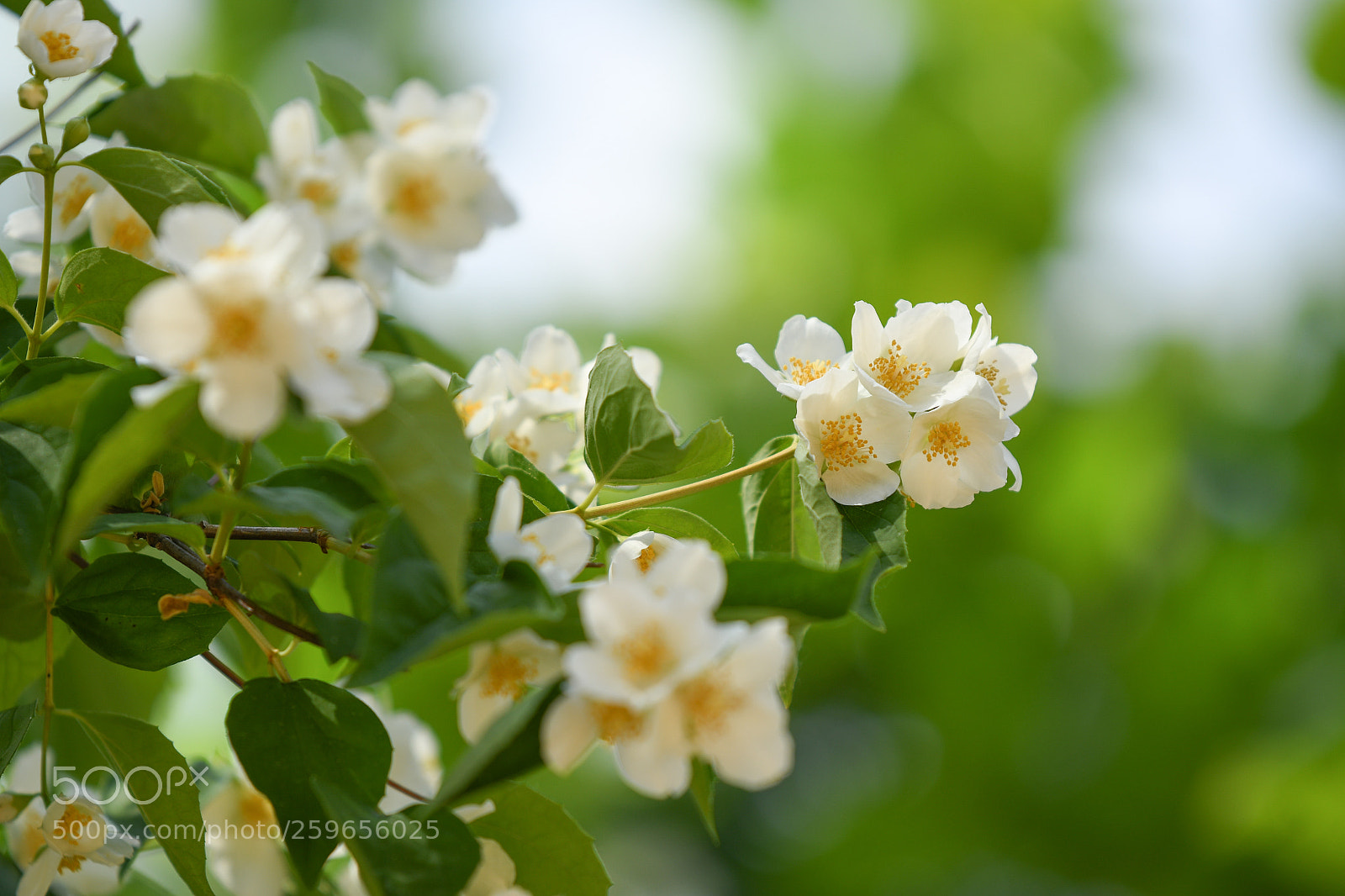 Nikon D7500 sample photo. Caught during the walk photography