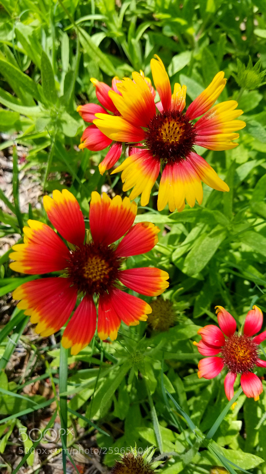 Samsung Galaxy S8+ sample photo. Blooming #dragonbaitandjellyfish #aphoracoachhomes photography