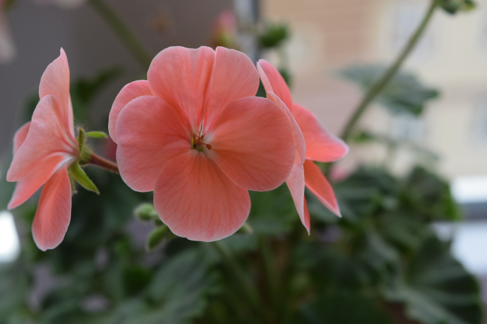 Nikon D5300 sample photo. Flower photography