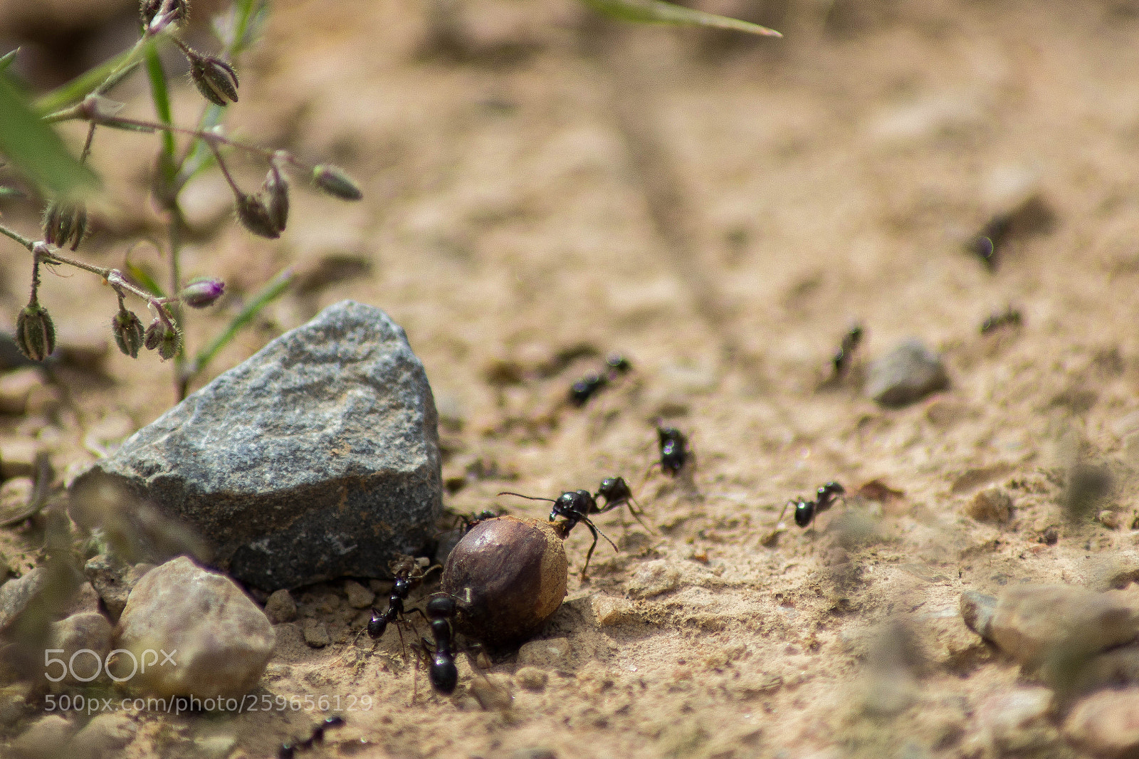 Canon EOS 600D (Rebel EOS T3i / EOS Kiss X5) sample photo. With a little help... photography