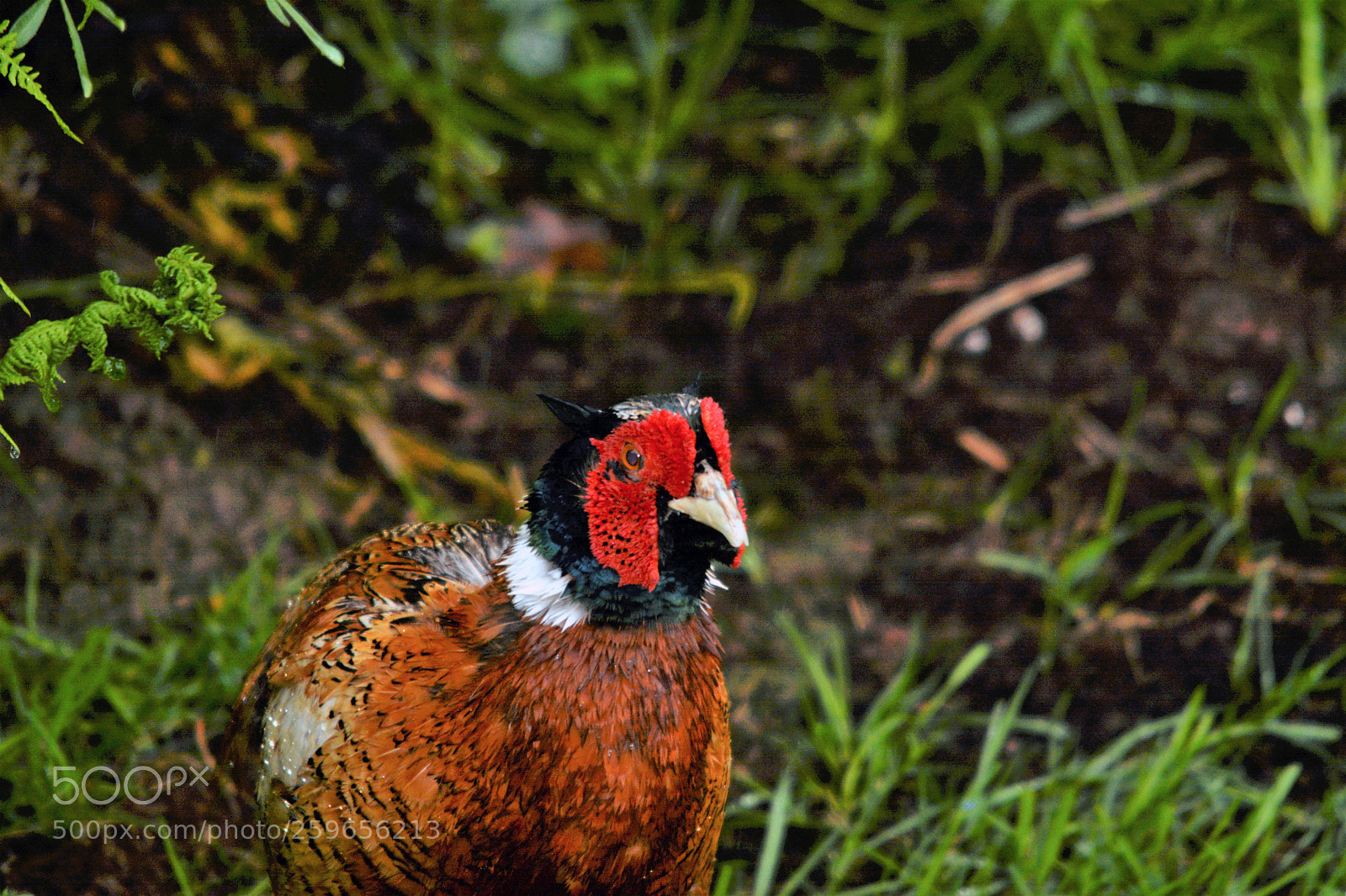 Nikon D7100 sample photo. Male pheasant photography