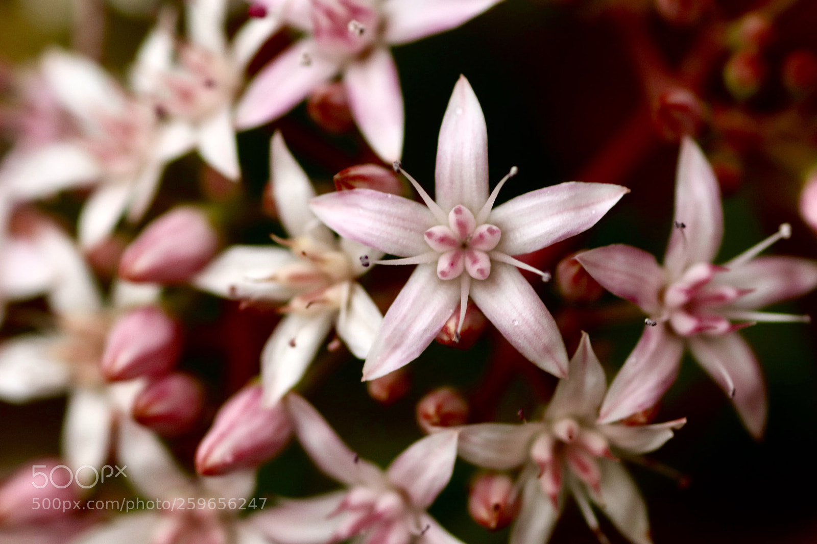 Canon EOS 77D (EOS 9000D / EOS 770D) sample photo. Pink flowers photography