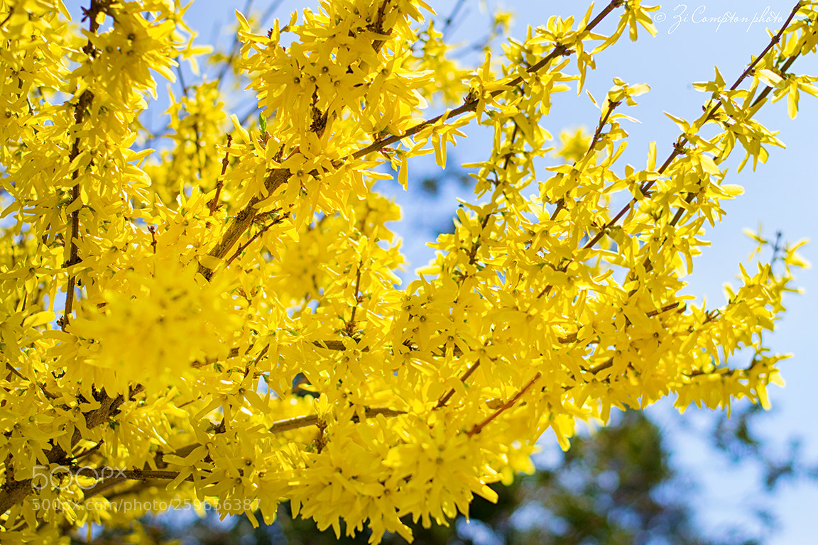 Nikon D3100 sample photo. Forsythia photography