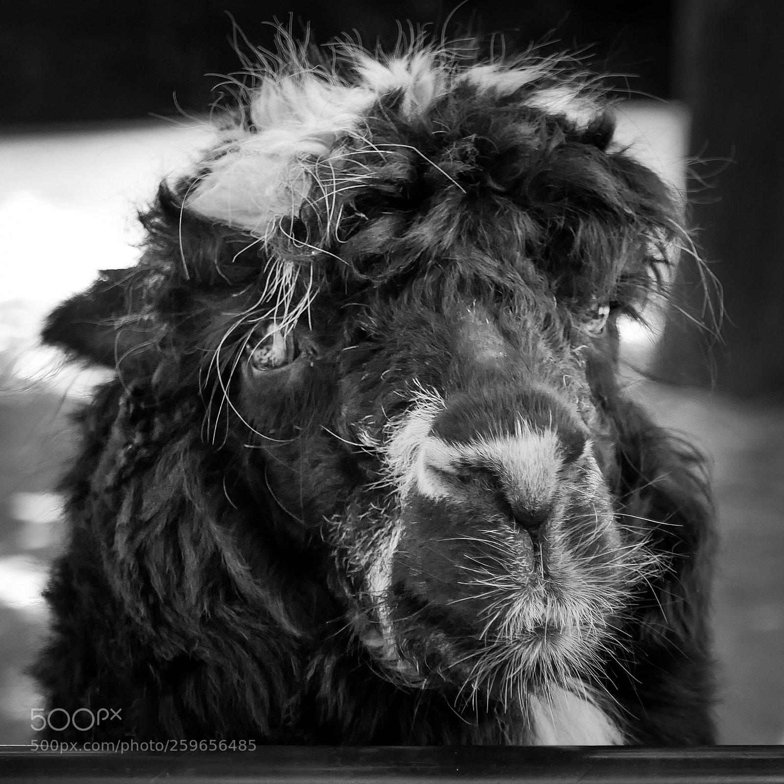 Panasonic Lumix DMC-LX100 sample photo. Alpaca photography