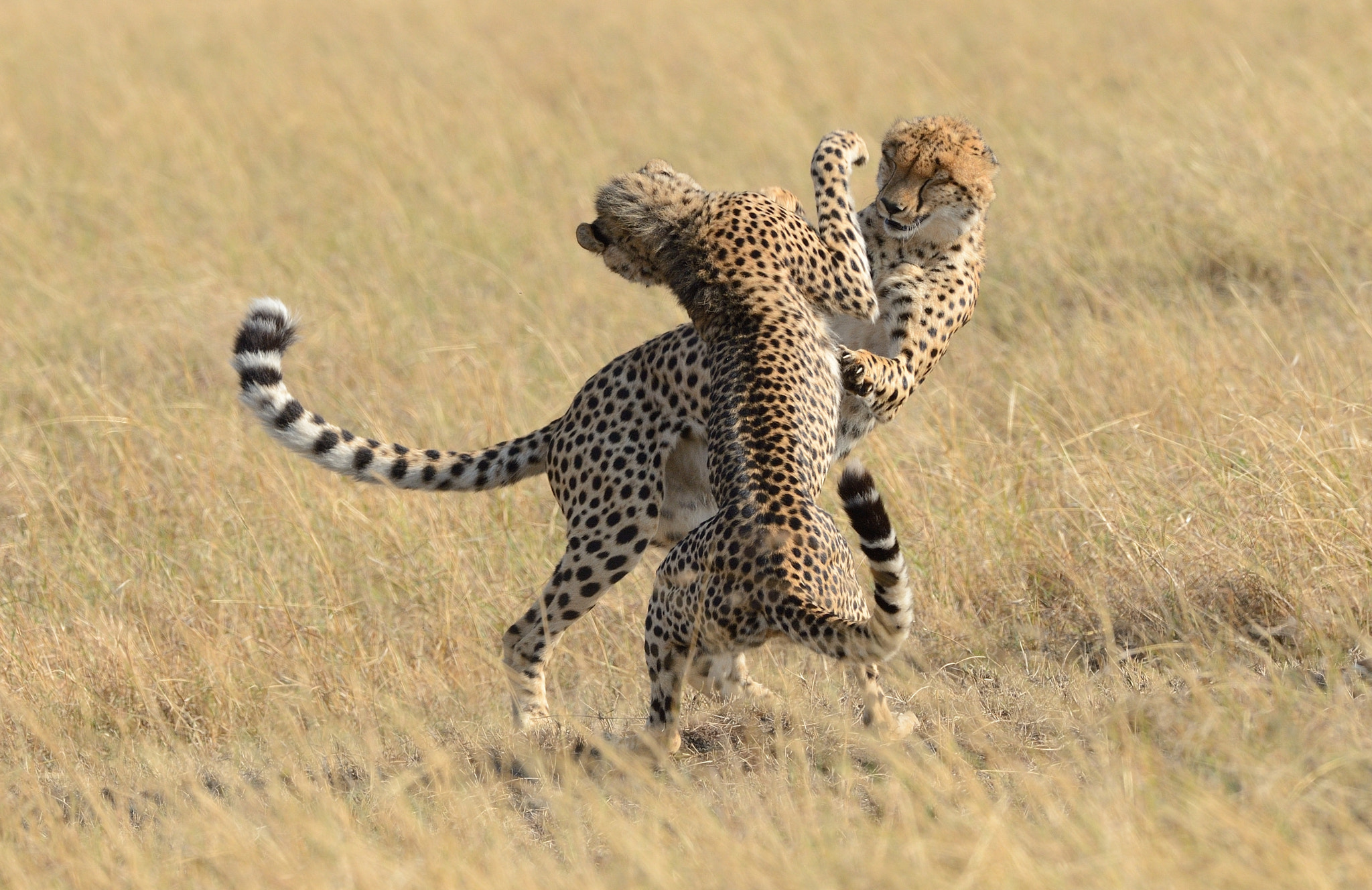 Nikon D4 sample photo. Dancing cheetahs photography