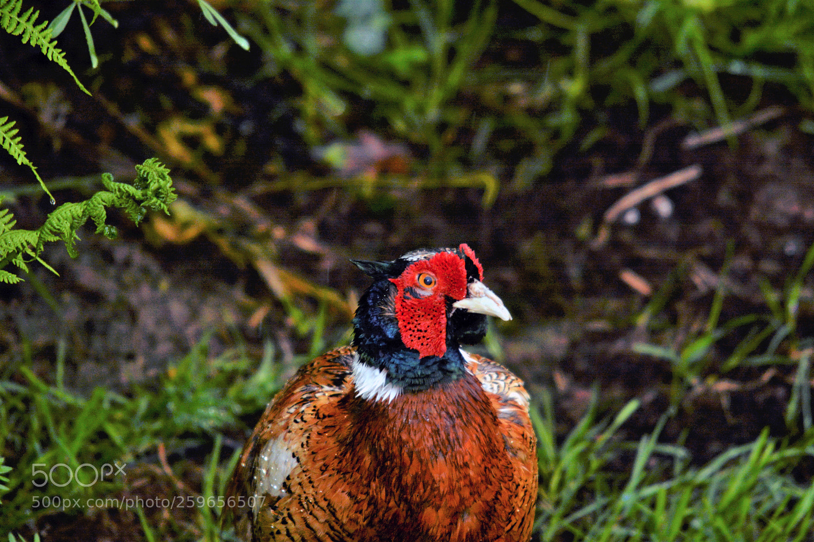 Nikon D7100 sample photo. Male pheasant photography