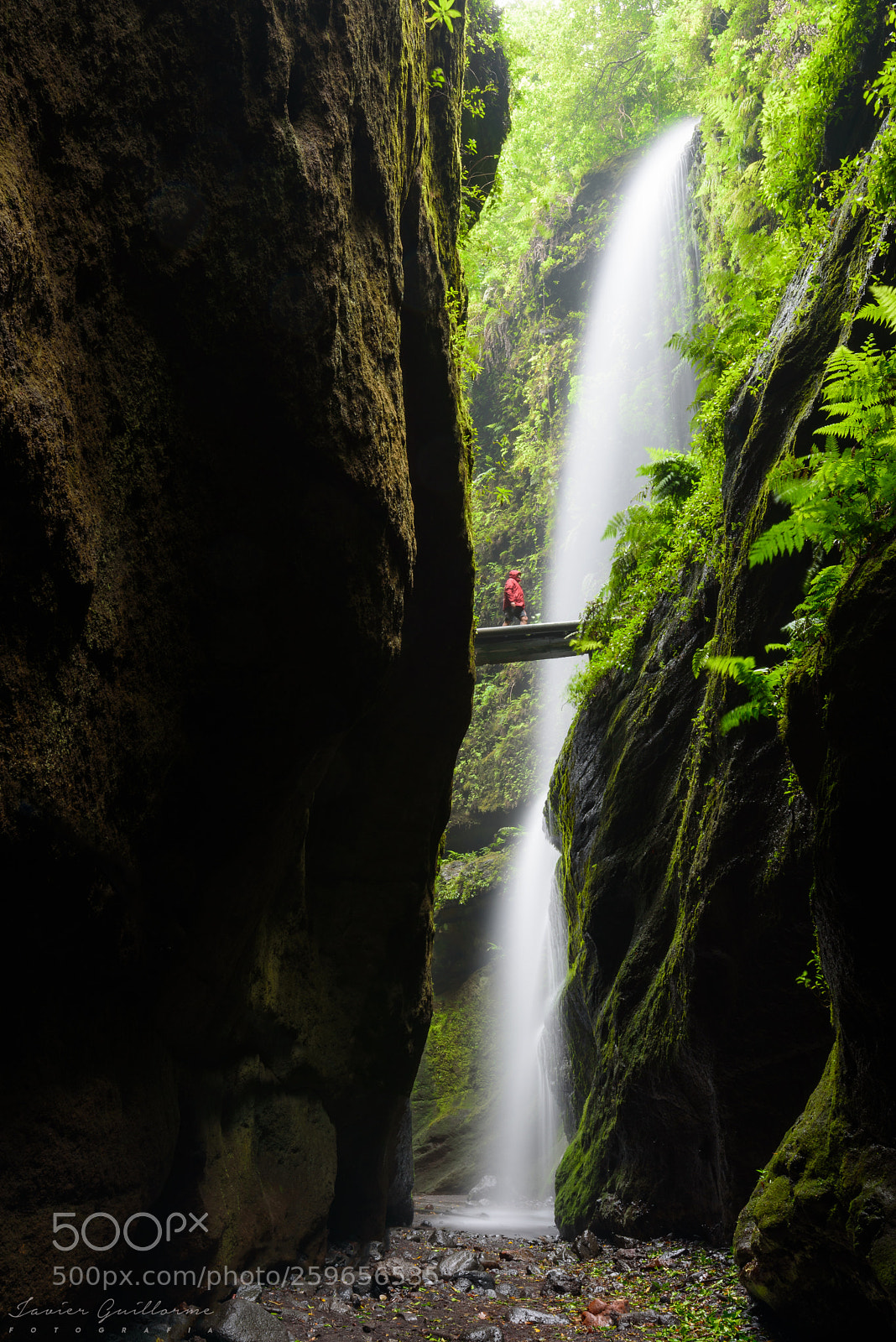 Nikon D750 sample photo. Los tilos. photography