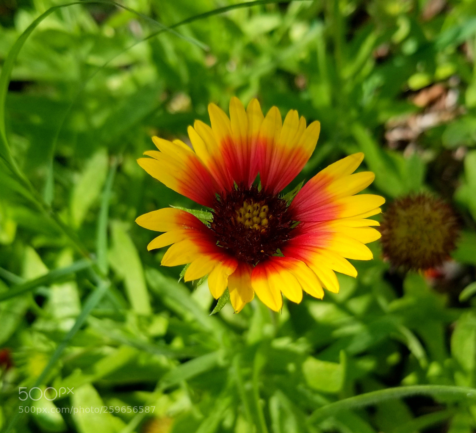 Samsung Galaxy S8+ sample photo. Petals #dragonbaitandjellyfish #aphoracoachhomes photography