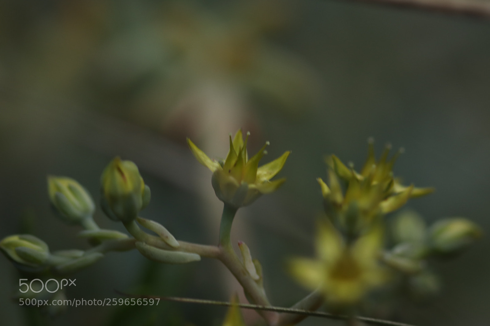 Canon EOS 77D (EOS 9000D / EOS 770D) sample photo. Yellow flowers photography