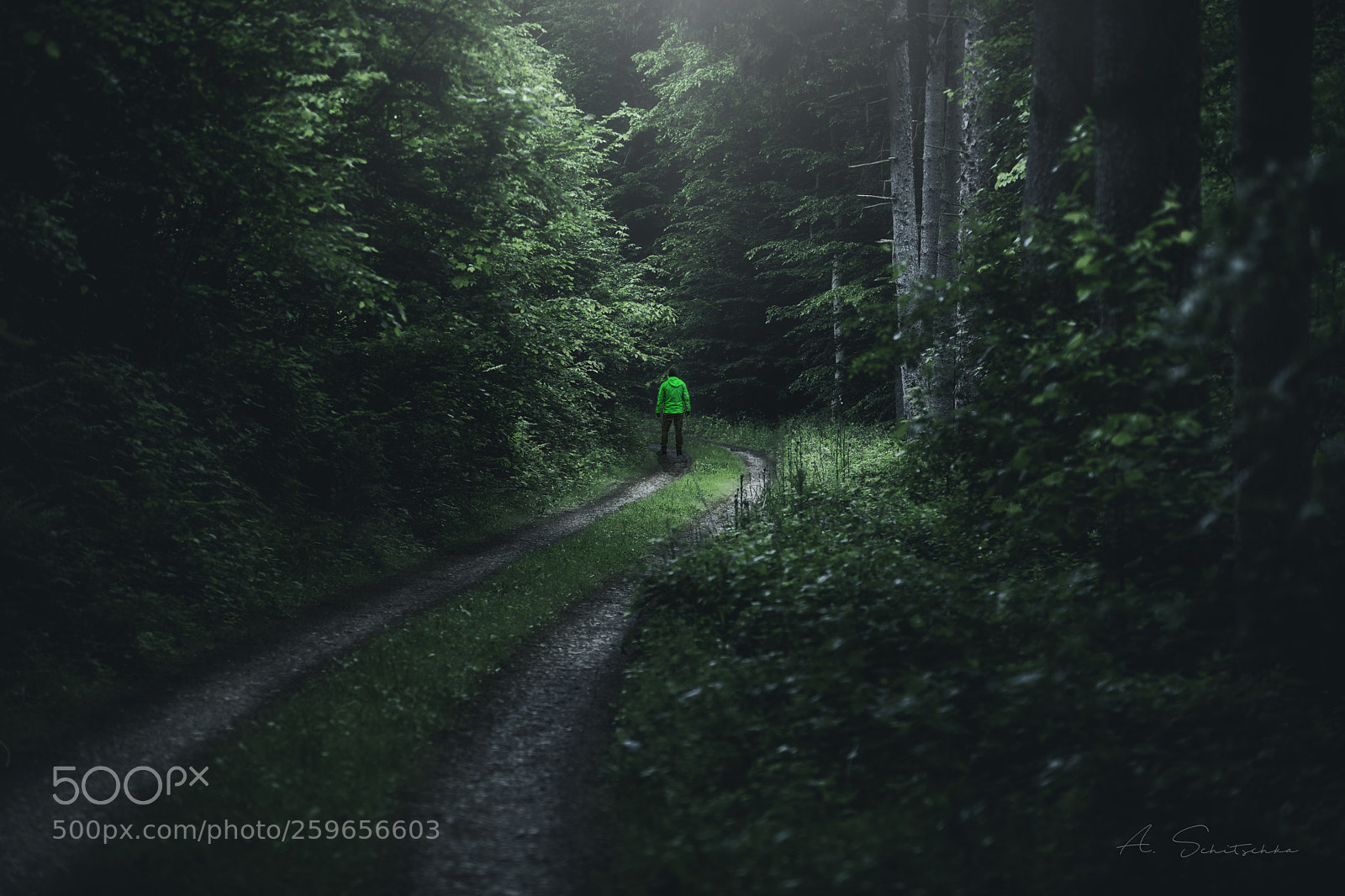 Sony a7 sample photo. In the dark woods photography