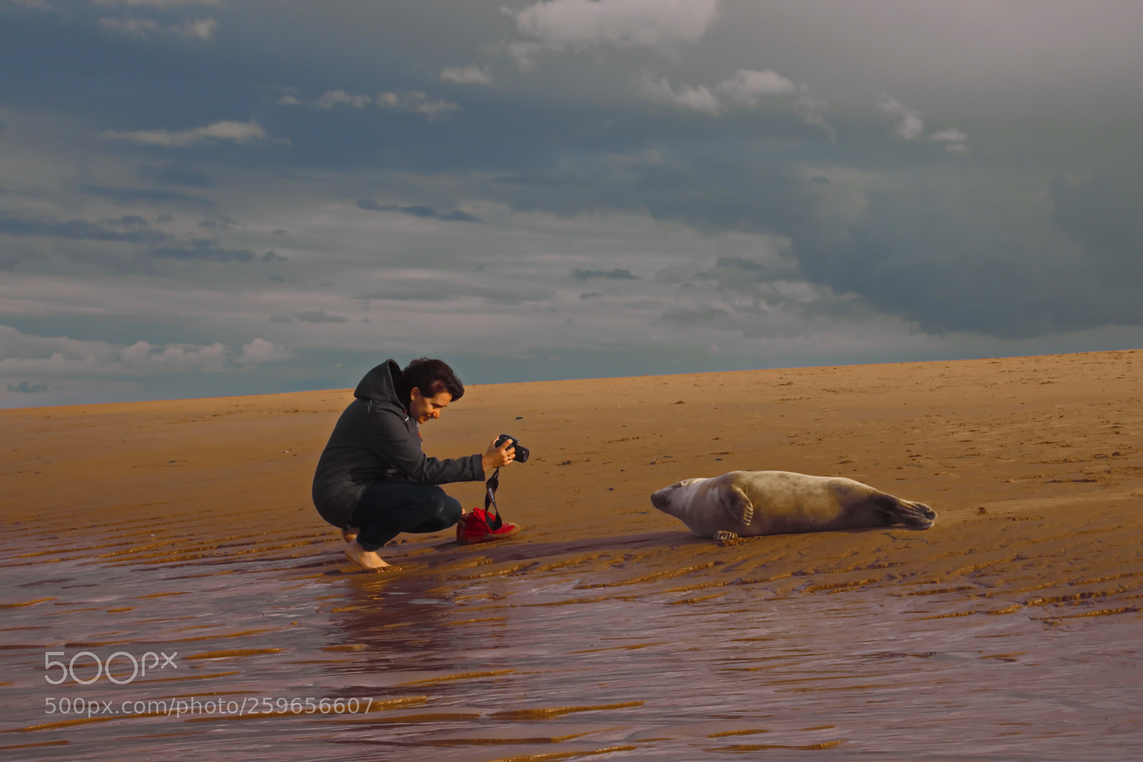 Canon EOS 70D sample photo. Aberdeen seal beach photography