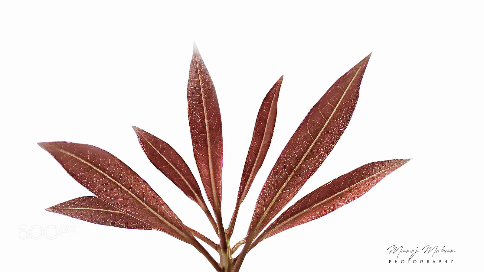 Sony ILCA-77M2 sample photo. Leaves in colour photography