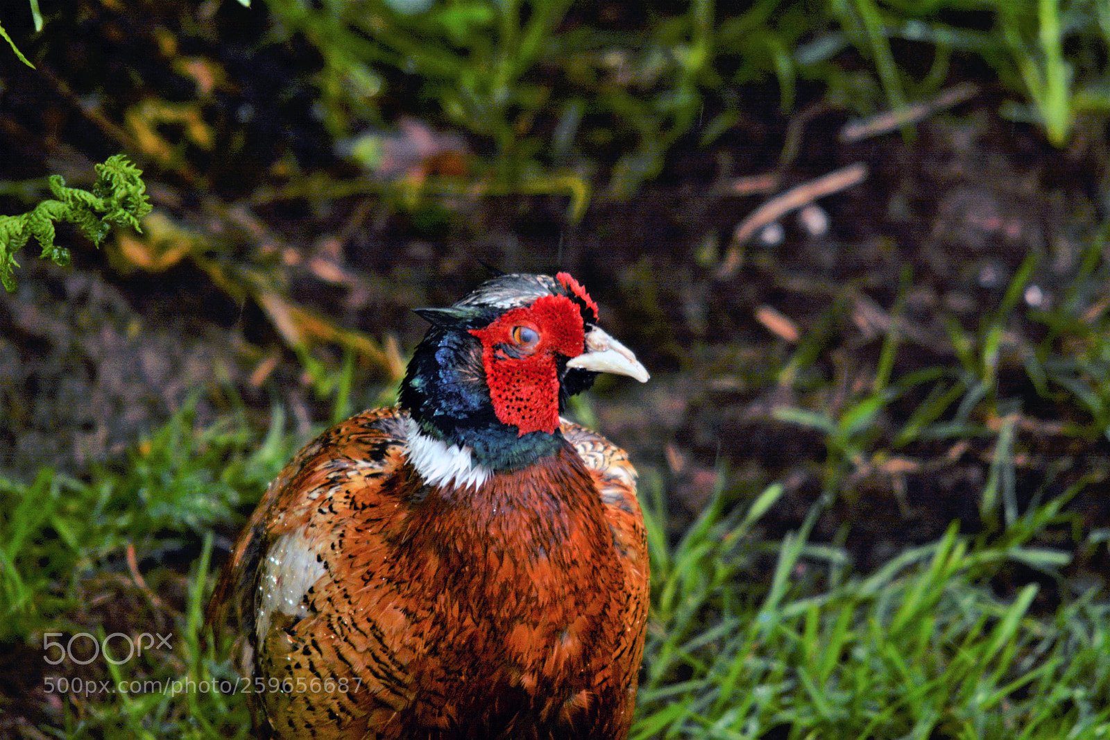Nikon D7100 sample photo. Male pheasant photography