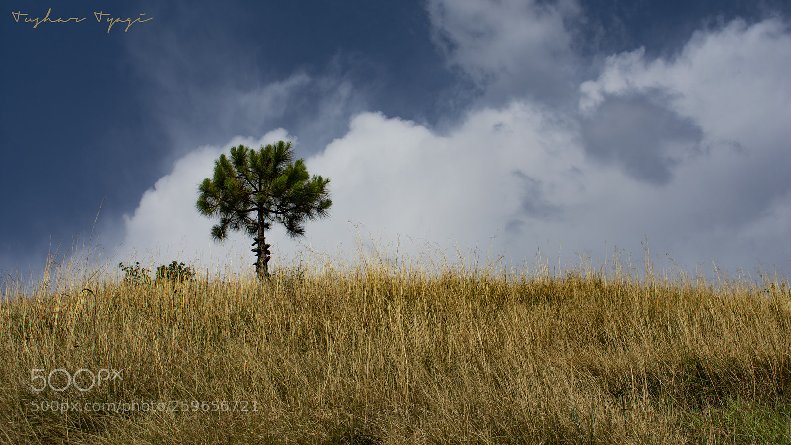 Nikon D3400 sample photo. The solitary tree photography
