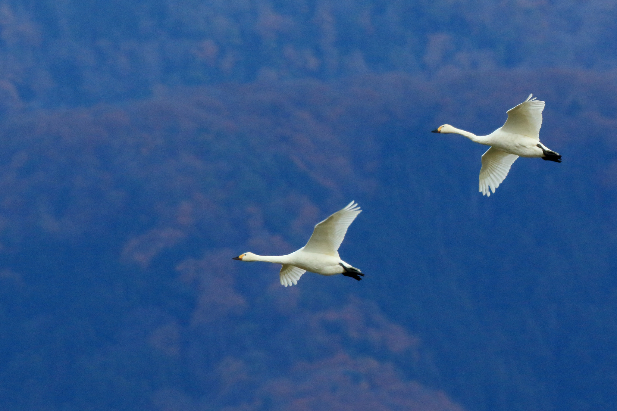 Canon EOS 7D Mark II sample photo. コハクチョウ tundra swan photography