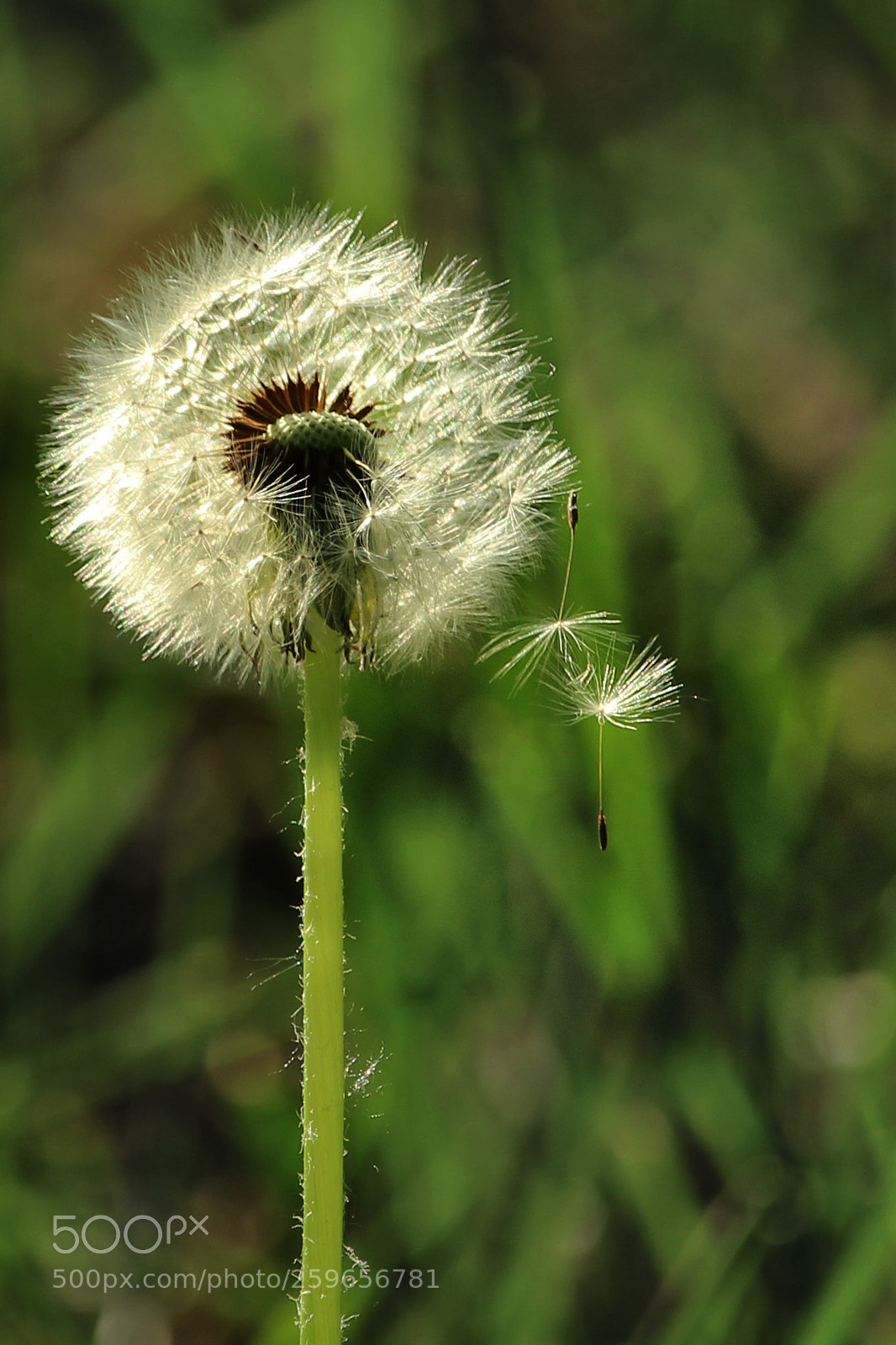 Canon EOS 600D (Rebel EOS T3i / EOS Kiss X5) sample photo. Just hang on photography