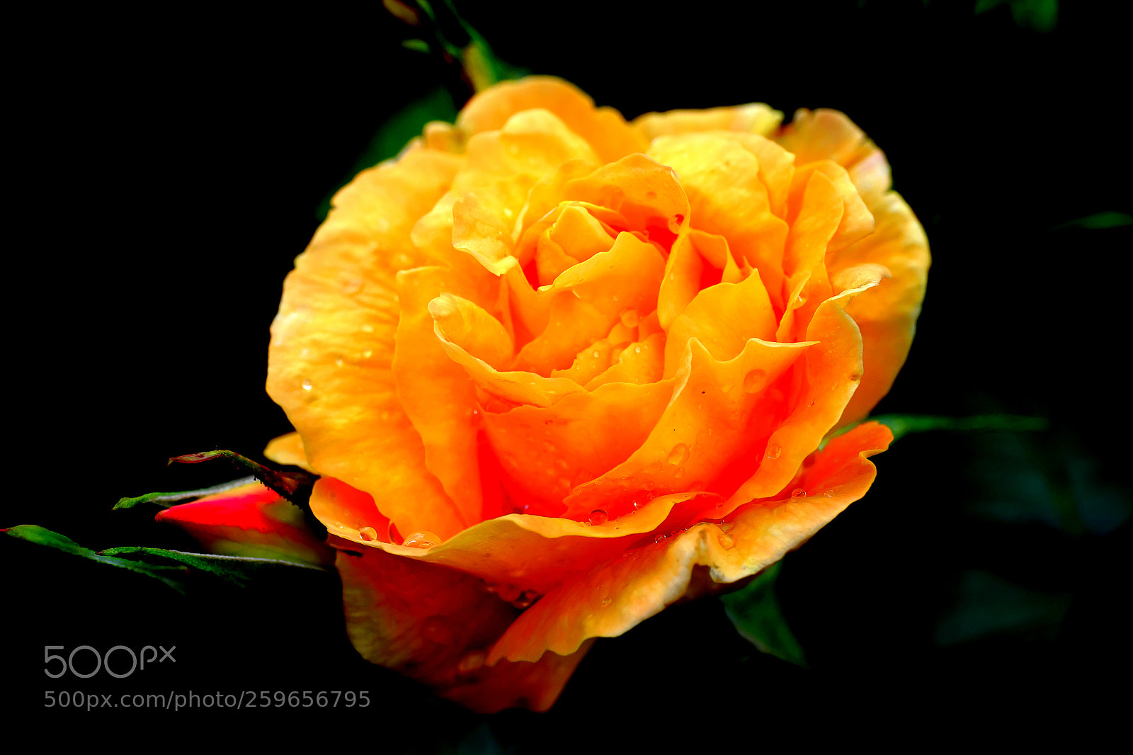 Fujifilm X-T1 sample photo. Yellow rose photography