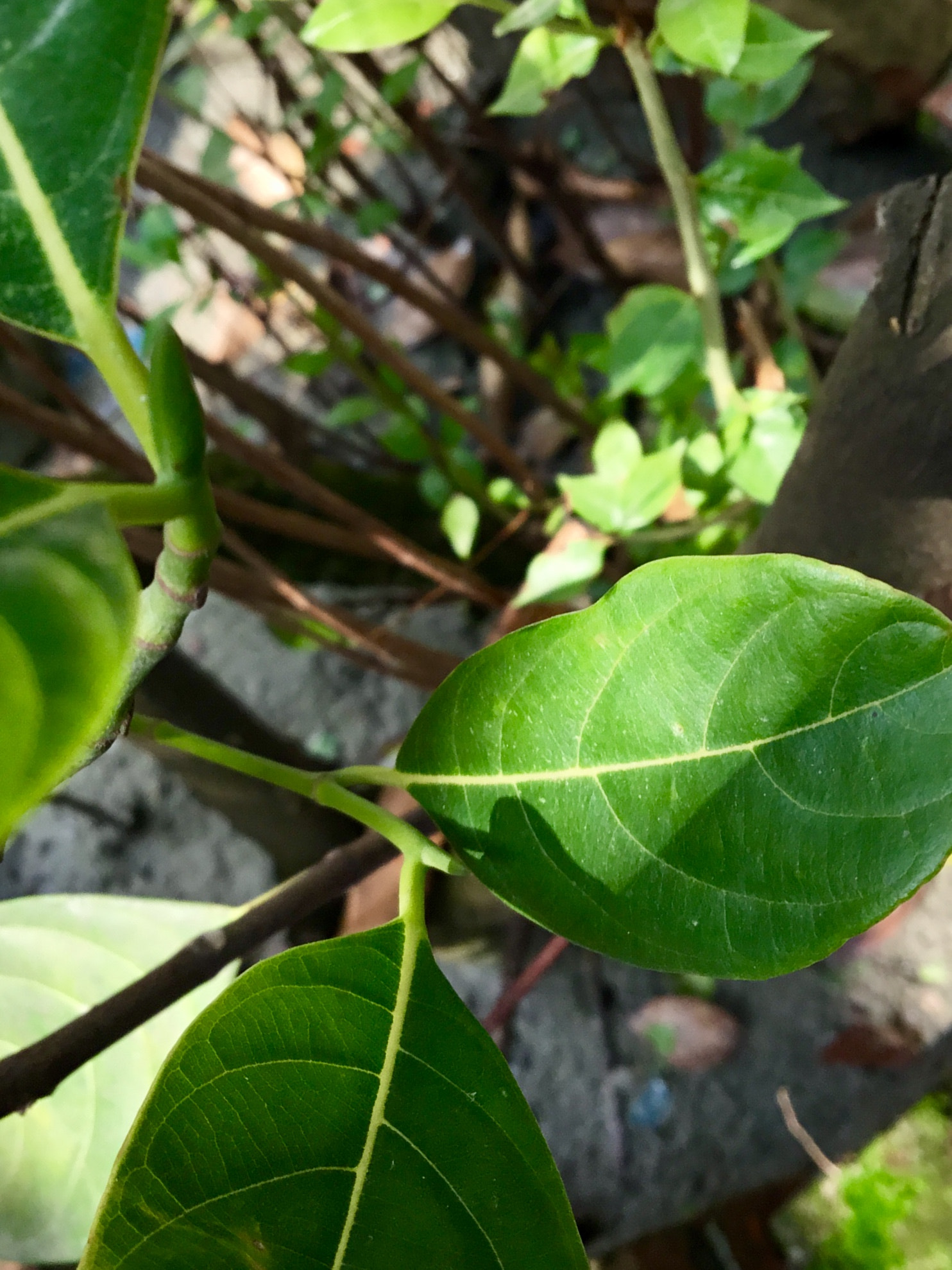 Apple iPad (5th generation) sample photo. Aae fcf photography