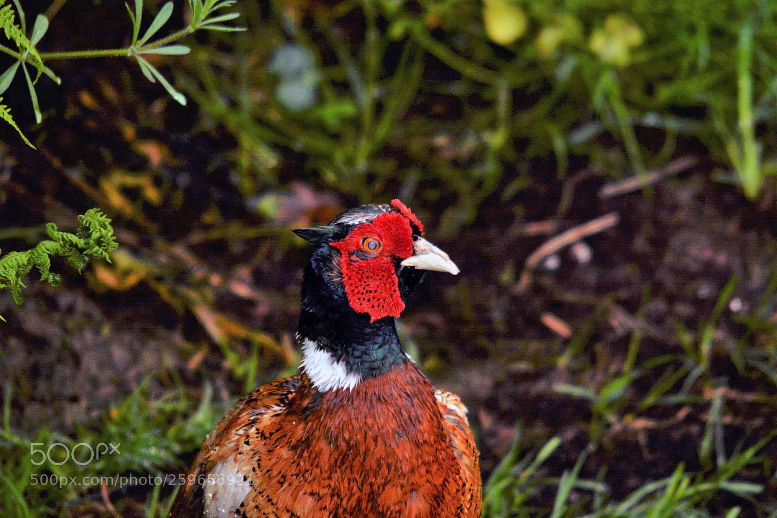 Nikon D7100 sample photo. Male pheasant photography