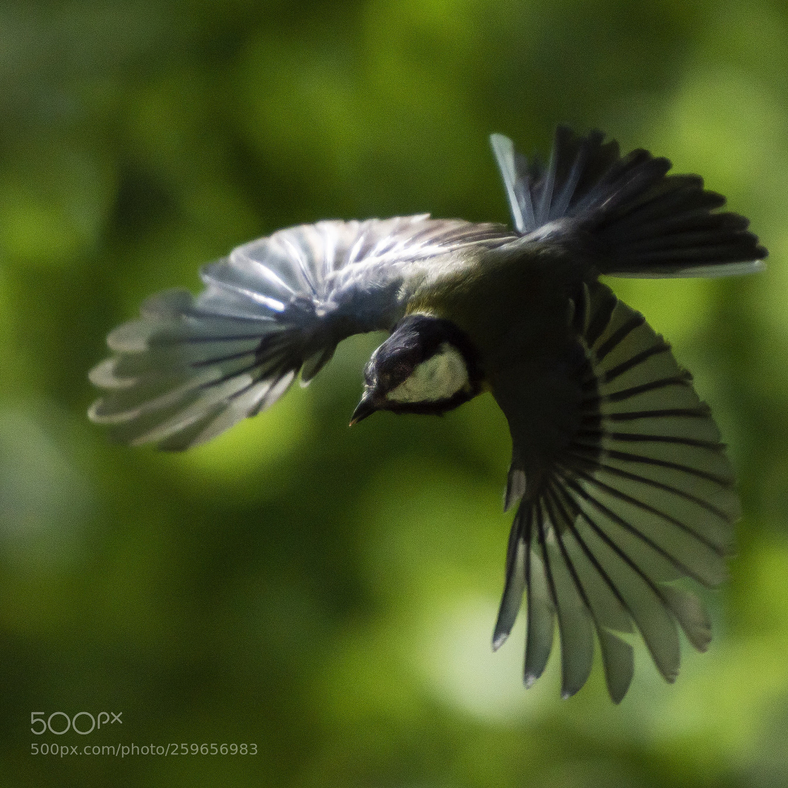 Nikon D810 sample photo. Great tit photography
