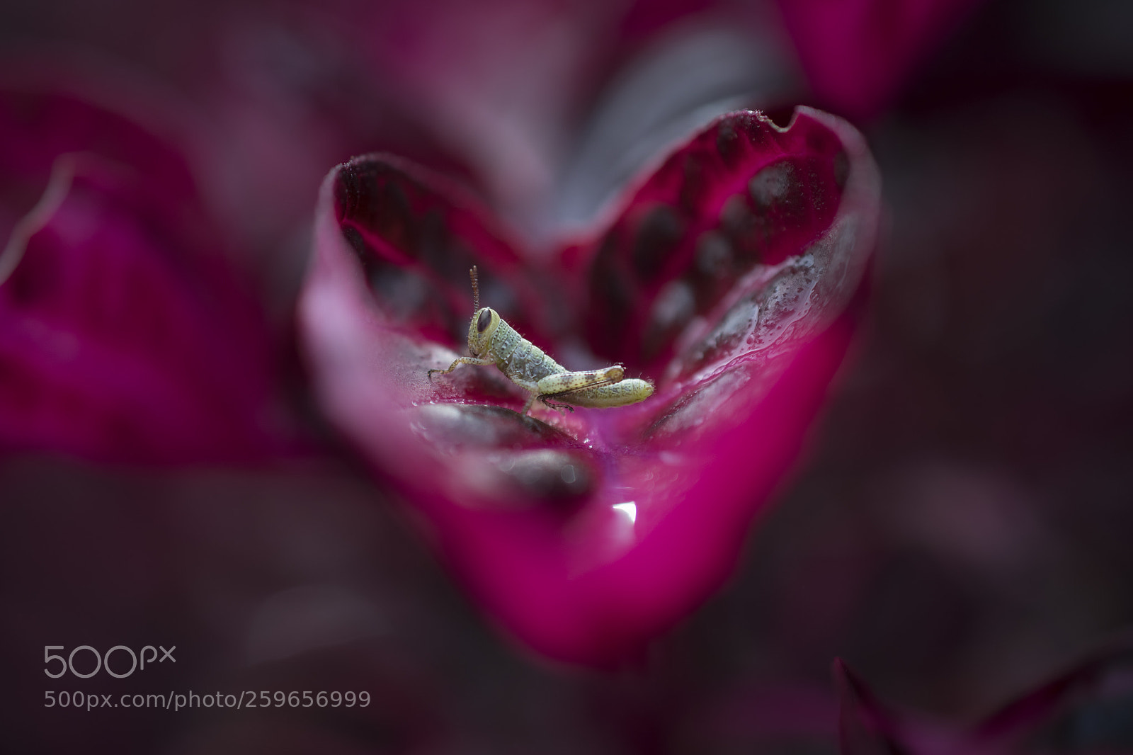 Nikon D750 sample photo. Grasshopper love photography