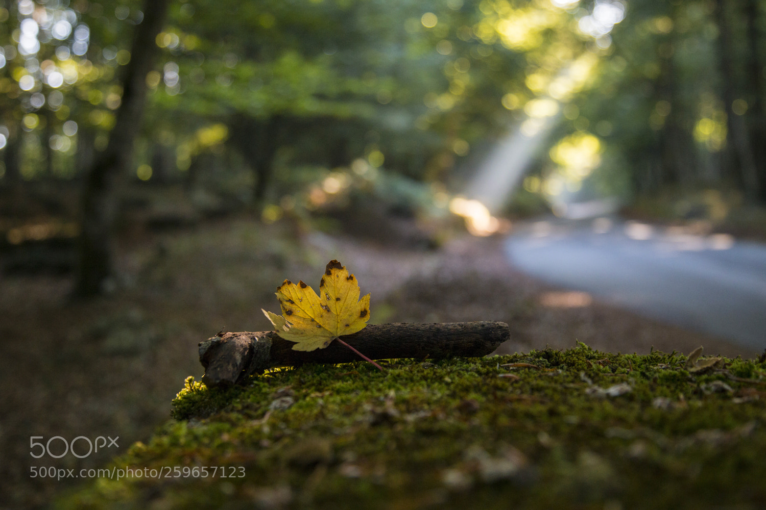 Canon EOS 6D sample photo. The first ray of photography