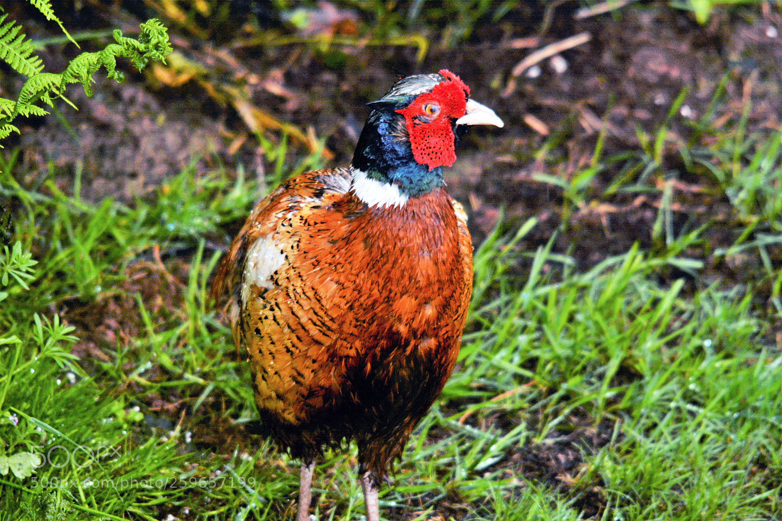 Nikon D7100 sample photo. Male pheasant photography