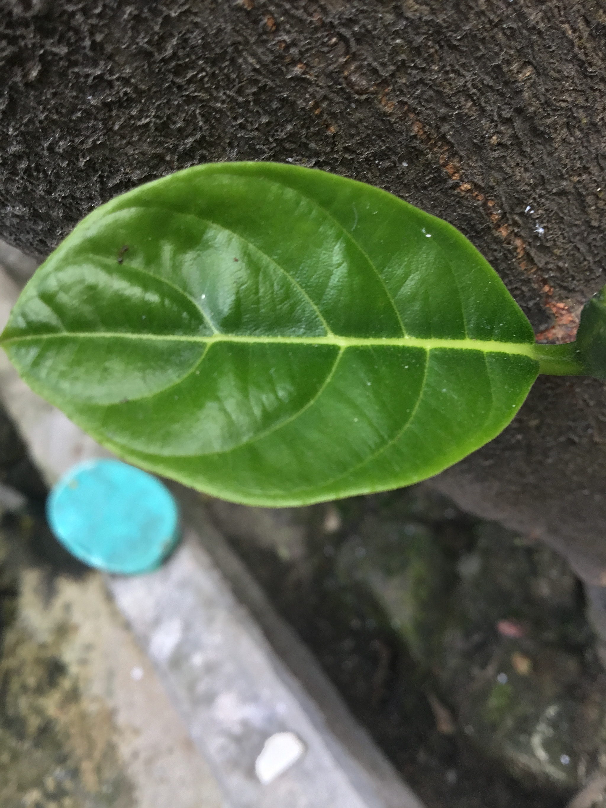 Apple iPad (5th generation) sample photo. Ea aaebdbdd photography