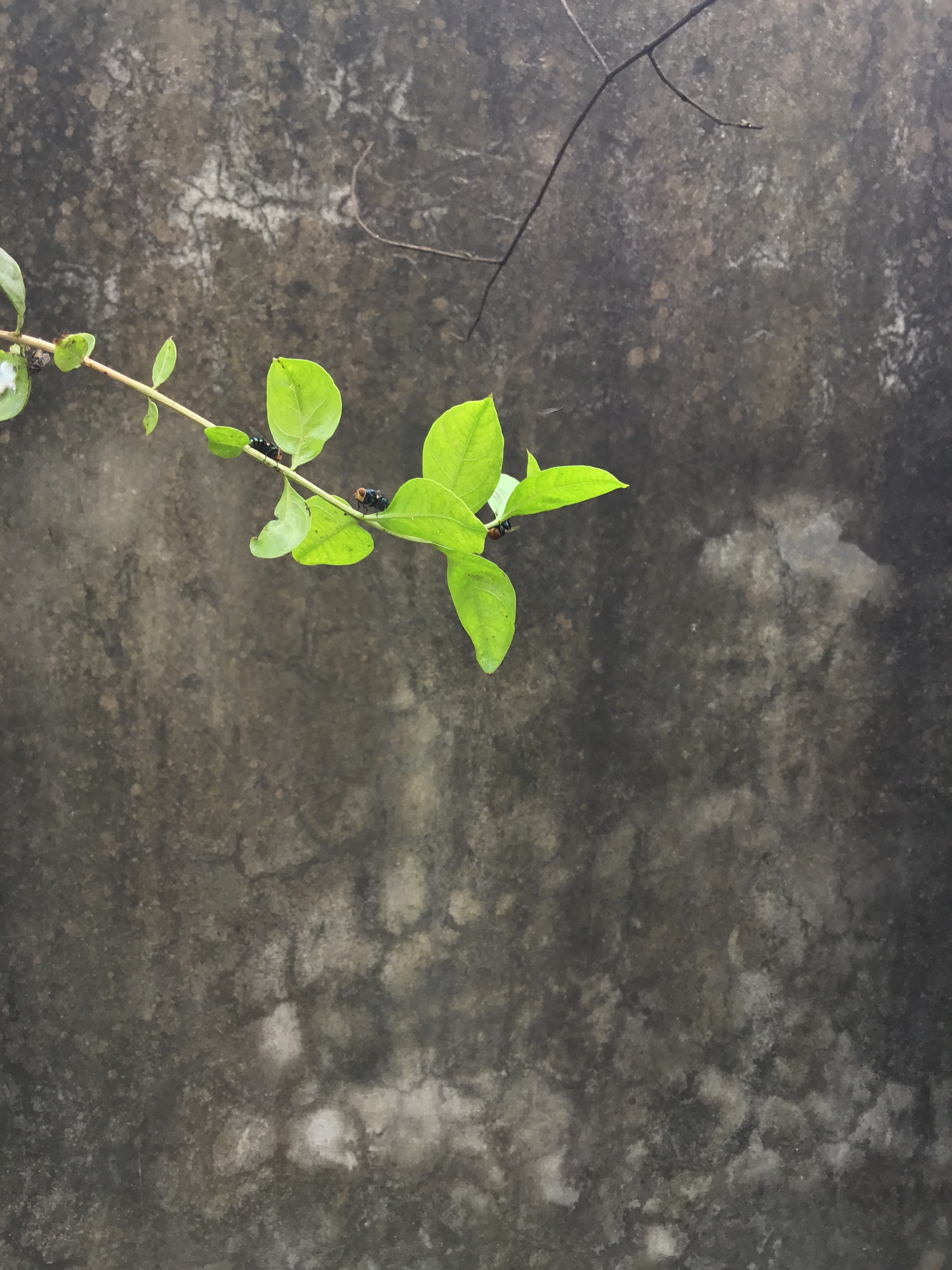 Apple iPad (5th generation) sample photo. Bcc cddc ccecbca photography